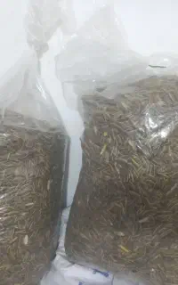 روغن الدار و تخمه