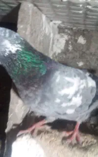گم شده گفتر