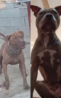 ۲ پیتبول ماده