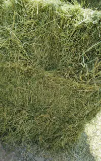 یونجه خشک انباری