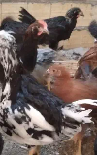 نوچه مرغ و خروس