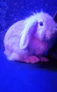 خرگوش لوپ هلندی اصل