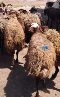 ۲۵ راس گوسفندچاق