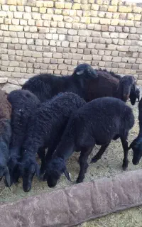 فروش‌‌بره‌قوچ‌قرقزل