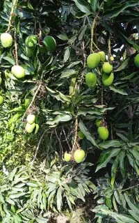انبه کال وترشی انبه