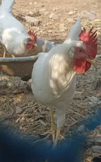 دوعدد خروس