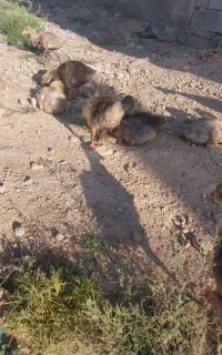 جوجه غاز