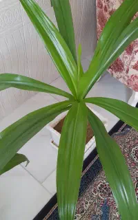 سوسن عنکبوتی