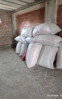 کاه عدس و سیاه دانه