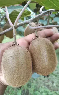 هرس بهاره کیوی