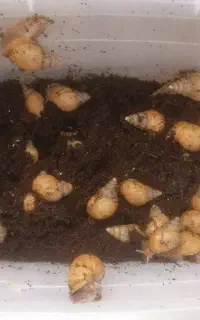 فروش حلزون خانگی