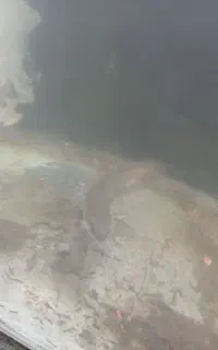 ماهی آذرخش