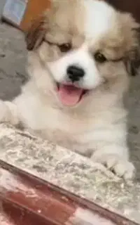سگ پاکوتاه