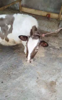گوساله ماده