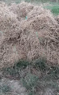 بیده خوشک فروشی