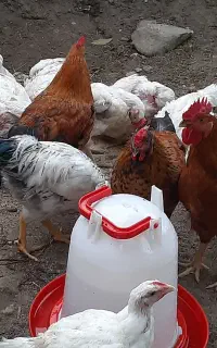 خروس فروشی