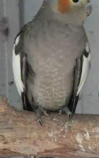 عروس هلندی گمشده