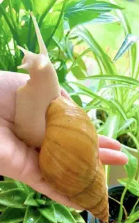 حلزون طبی آلبینو