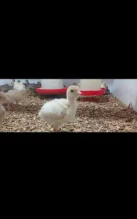 جوجه بوقلمون بیوتی