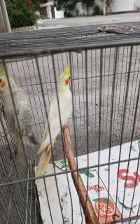 پرنده