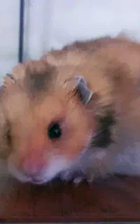 2تا همستر ناز  نازی