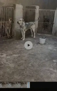 توله پژدر عراقی