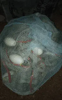 جل میگی