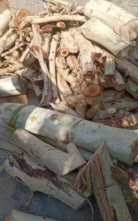 خریدار چوب اکالیپتوس.مورت