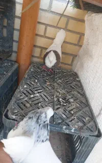 طوقی الماسی