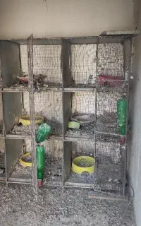 جفتگاه