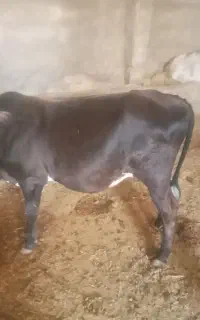 گوساله نر
