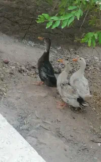اردک