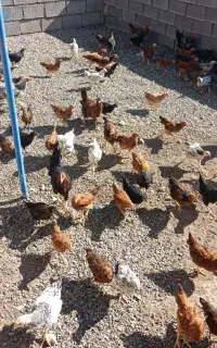 جوجه.کوچک تا بزرگ