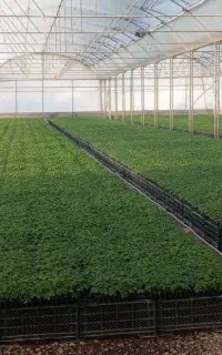 نشای فروشی