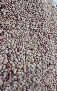 لوبیا چیتی تازه و محلی