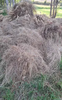 علف گوسفند