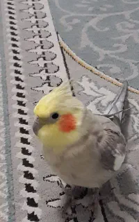 عروس هلندی نر ۶ ساله