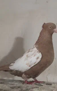 کبوتر سینه زرد ماده ذات دار
