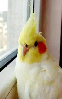عروس هلندی گم شده در چهکند