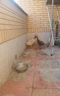 دوتا اردک