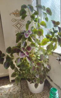 گل طبیعی