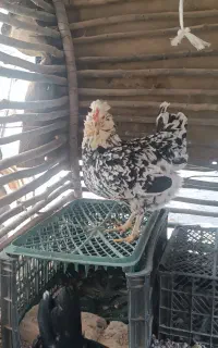مرغ گلین