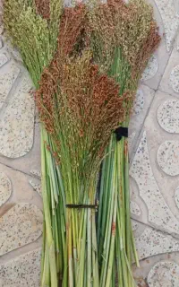 دوستان عزیز جاروهای میبندم و پاک هم می کنم