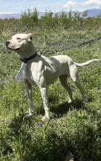 داگو اصیل ماده