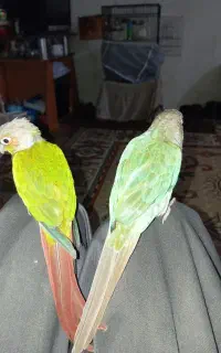 طوطی گرینچیک