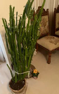 فروش گل