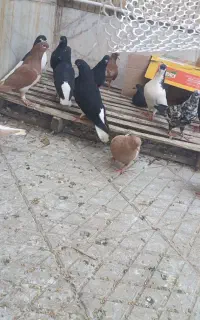 کبوتر