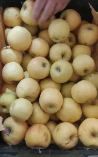 فروشنده میوه فروشی