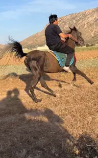 اسب مادیون اینده دار