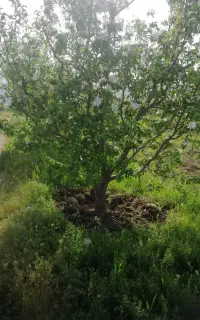 خریدار انواع درخت باغات قلمە گردو